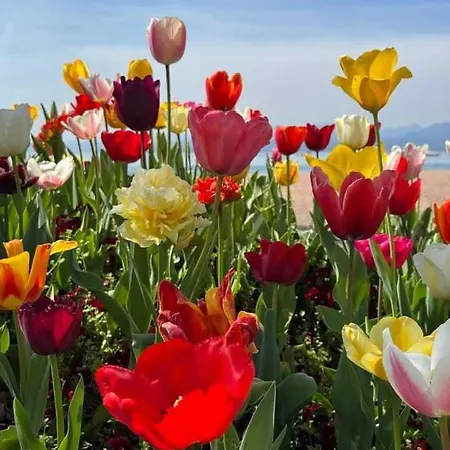 San Zeno - Vicino Centro,lago Parcheggio
