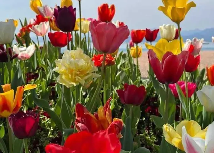 San Zeno - Vicino Centro,lago Parcheggio