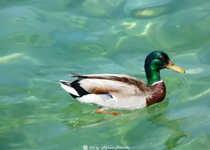 San Zeno - Vicino Centro,lago Parcheggio 아파트